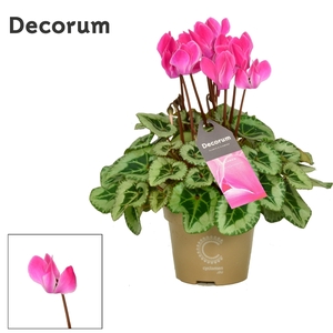 Cyclamen SS Picasso Flamed mix Decorum