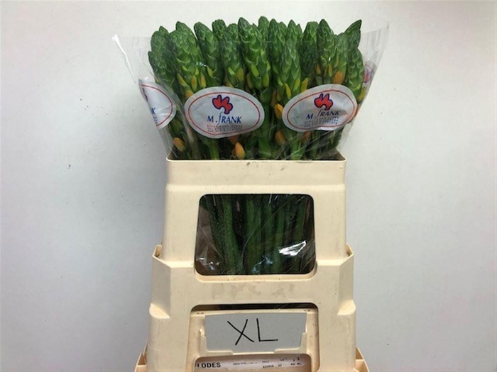 <h4>ORNIT DB MAGIC STAR</h4>