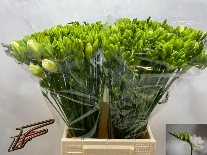 <h4>FR DU VERSAILLES</h4>