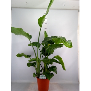 Strelitzia nicolai