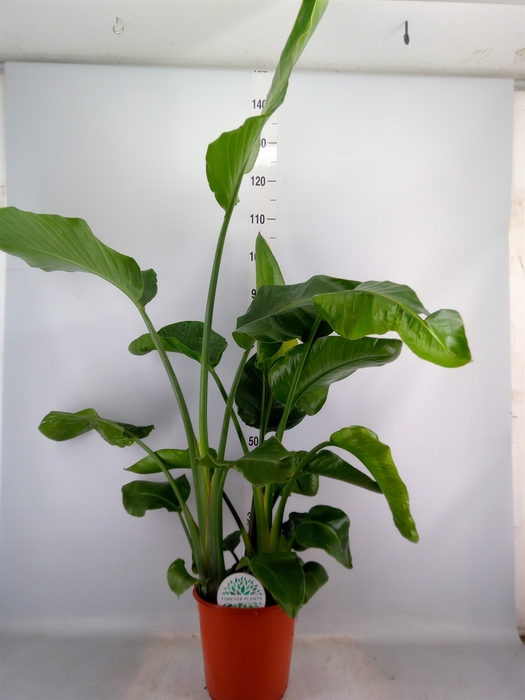 <h4>Strelitzia nicolai</h4>