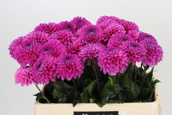 Dahlia Happy Hour