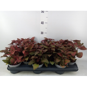 Hypoestes phyllo. 'Confetti C Red'