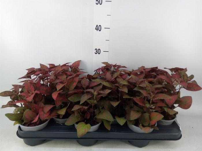 <h4>Hypoestes phyllo. 'Confetti C Red'</h4>