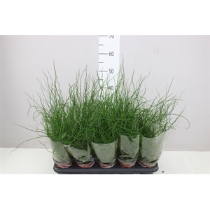 Juncus Ef Spiralis