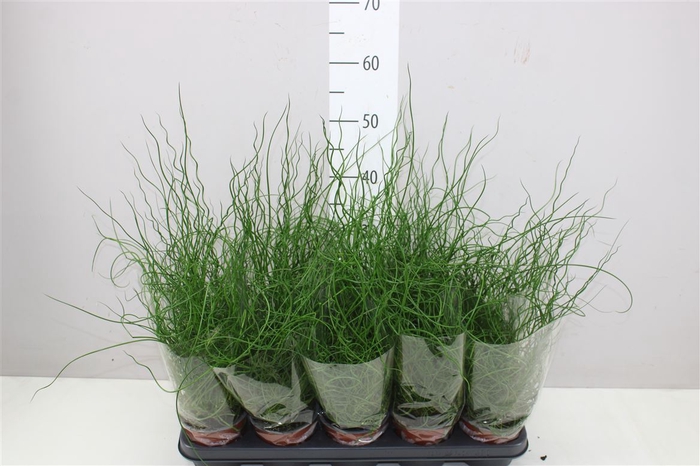 <h4>Juncus Ef Spiralis</h4>