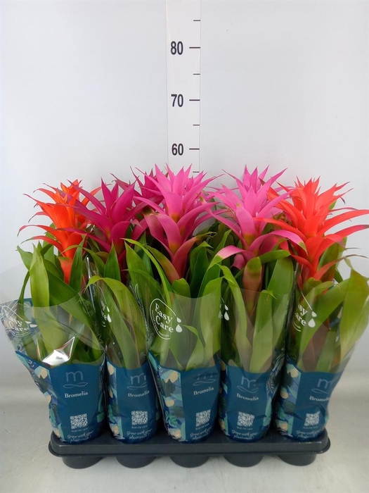 <h4>Guzmania   ...mix</h4>