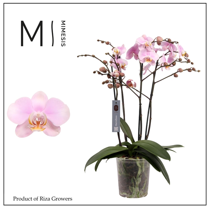 <h4>Phalaenopsis Marvellous Light Pink 50+ - 17cm | Mimesis</h4>