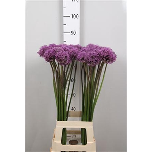 Allium Gladiator