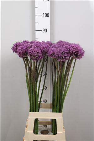 <h4>Allium Gladiator</h4>