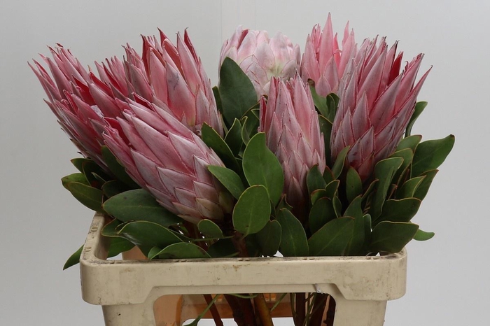 <h4>PROTEA CYNAROIDES</h4>