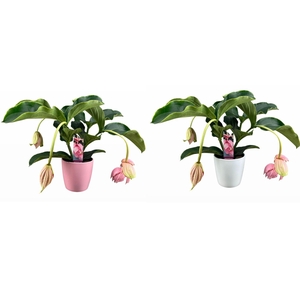 Medinilla Magnifica 2 etage 3/4 knop in mix keramiek