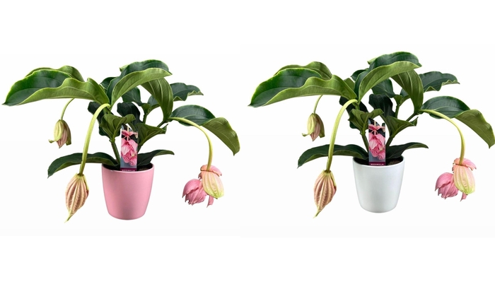 <h4>Medinilla Magnifica 2 etage 3/4 knop in mix keramiek</h4>