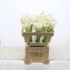 Calla White Mambo | Dubbelbloemig