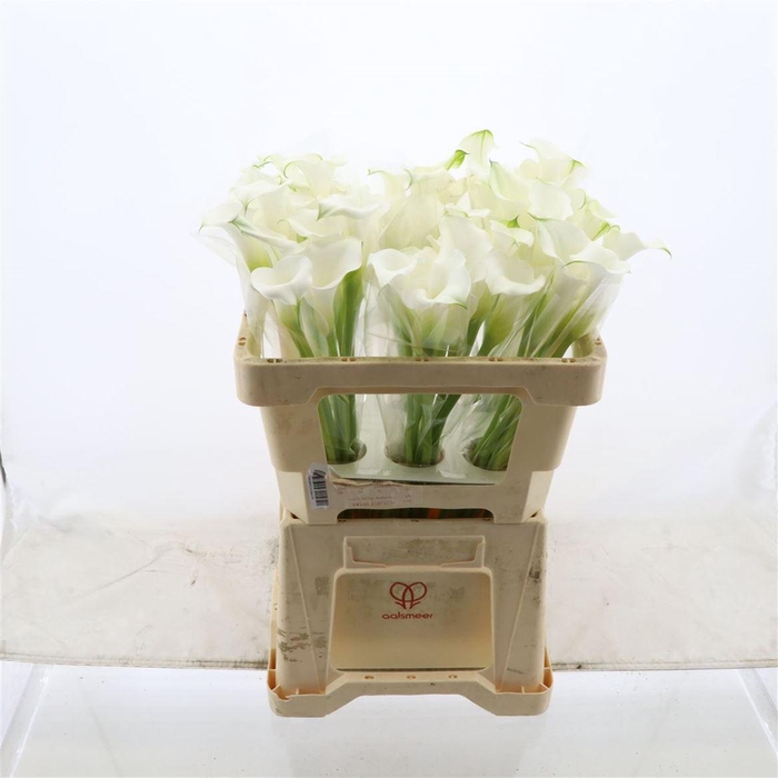 <h4>Calla White Mambo | Dubbelbloemig</h4>