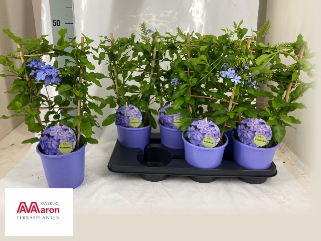 <h4>PLUMBAGO AURICULATA</h4>