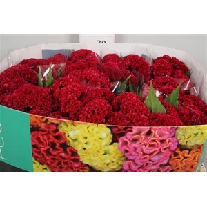 Celosia arg. CR 'Reprise Velvet'