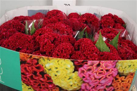 <h4>Celosia arg. CR 'Reprise Velvet'</h4>