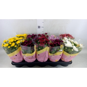 Chrysanthemum   ..rosebud mix