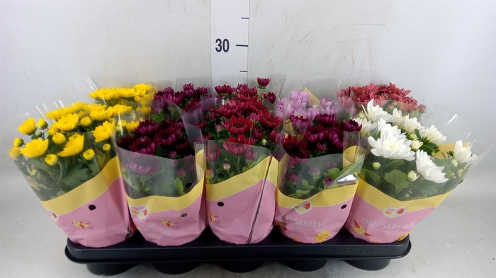 <h4>Chrysanthemum   ..rosebud mix</h4>