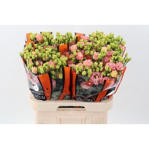 Eus G Sabrina Orange