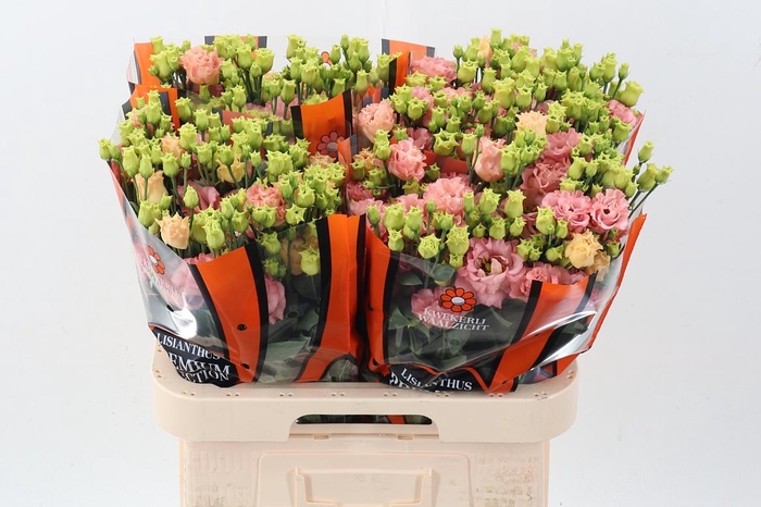 <h4>Eus G Sabrina Orange</h4>