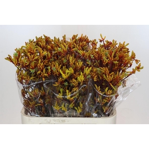 Kangaroo Paw Gold Fever