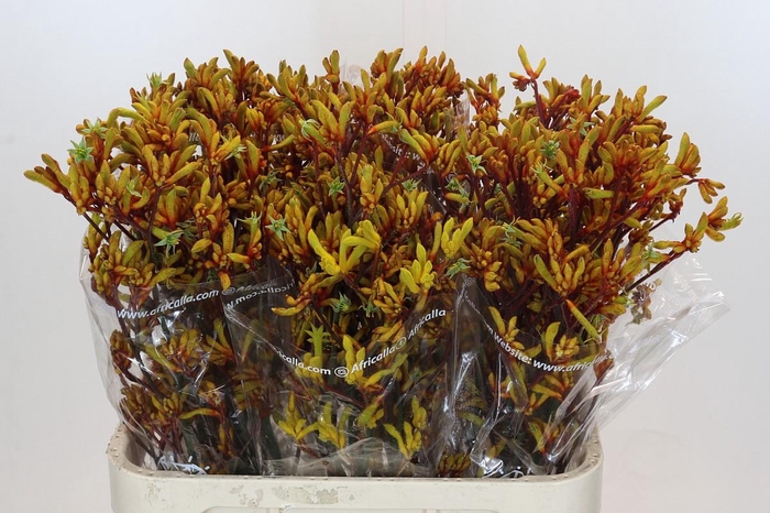 <h4>Anigozanthos Gold Fever</h4>