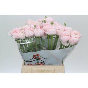 Ranunculus Clooney Lady