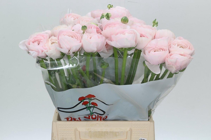 <h4>Ranunculus Clooney Lady</h4>
