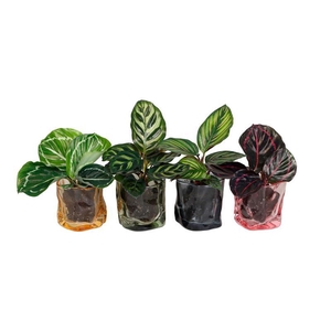 CALATHEA MIX p6 L 67401