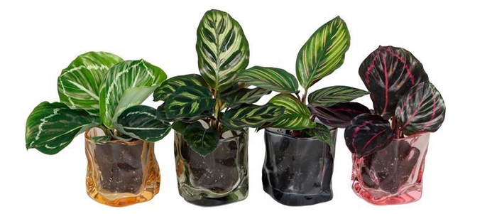 <h4>CALATHEA MIX p6 L 67401</h4>