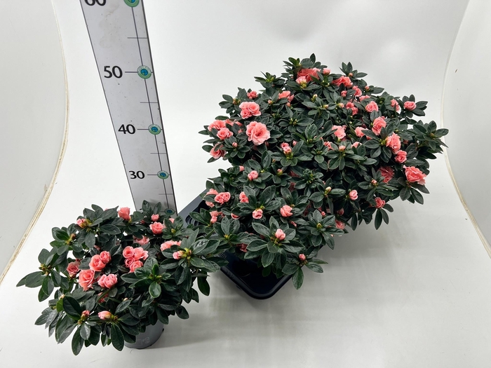 <h4>RHODO SI OV</h4>