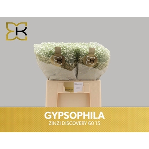 GYPS PA ZI DISCOVERY