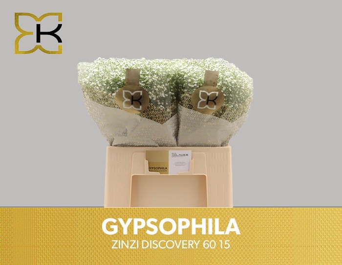 <h4>GYPS PA ZI DISCOVERY</h4>