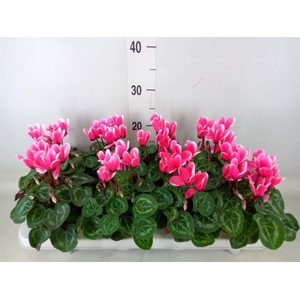 Cyclamen KL 'Compact Fuji'