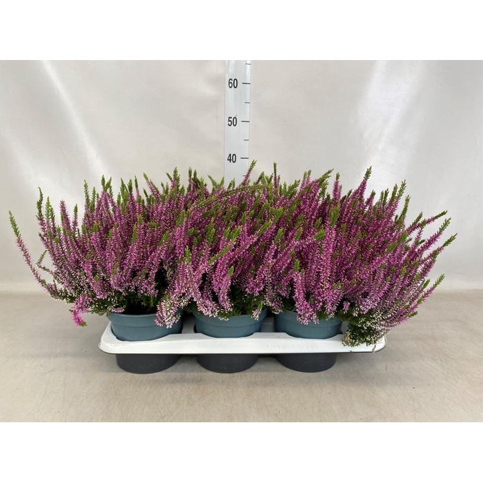 <h4>Calluna vulg. 'Beauty L Laura'</h4>