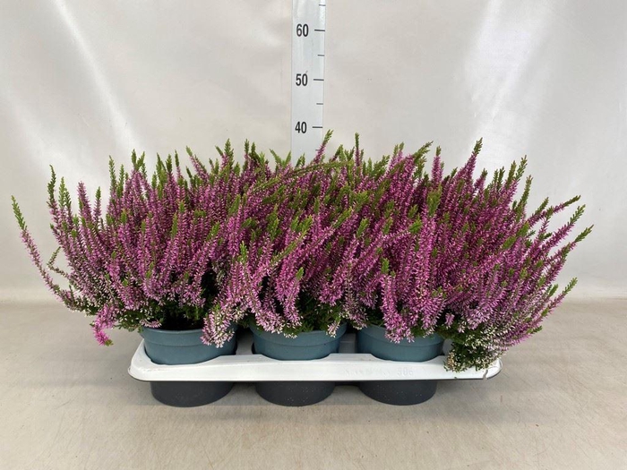 <h4>Calluna vulg. 'Beauty L Laura'</h4>