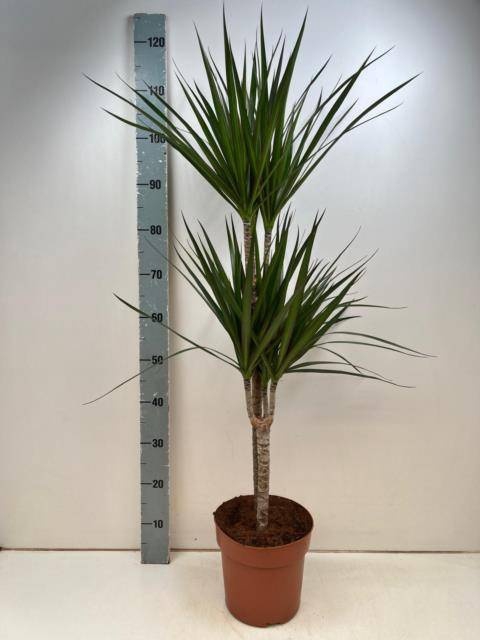 <h4>DRA MARGINATA</h4>