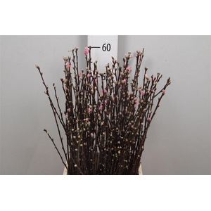 Prunus Pink