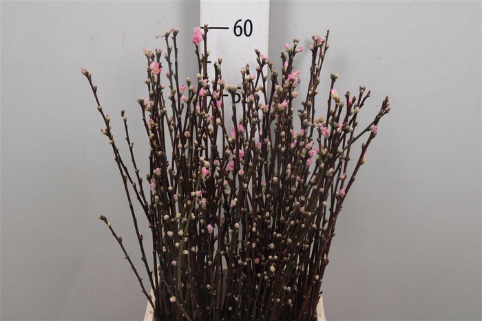 <h4>Prunus Pink</h4>