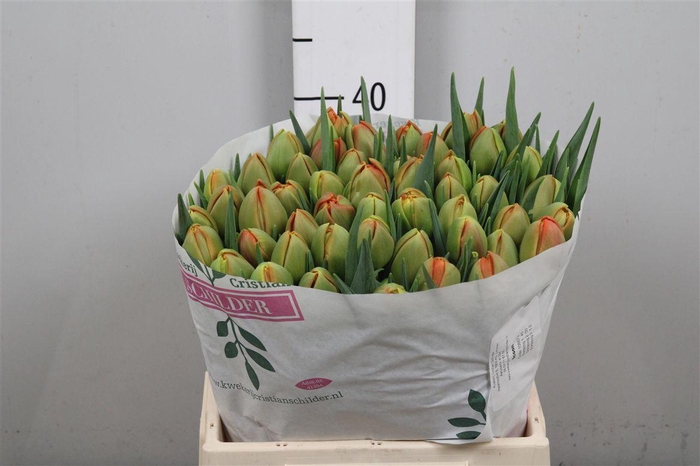 <h4>Tu Du Icoon</h4>