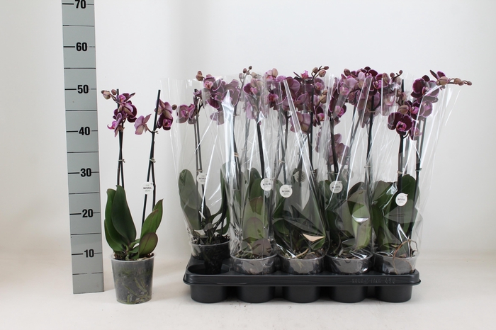 <h4>PHAL AN MONTPELLIER</h4>