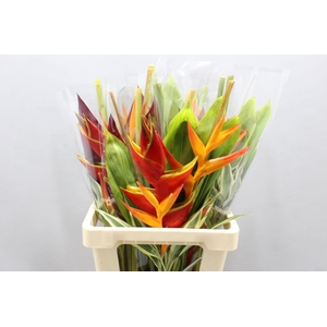 Heliconia A Bqt Wara 996