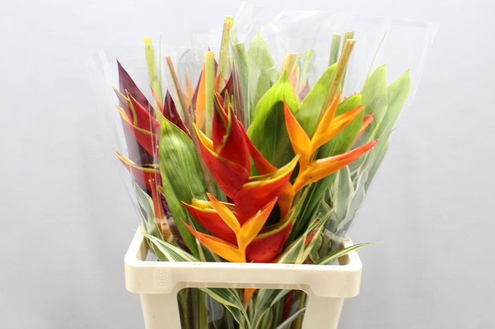 <h4>Heliconia A Bqt Wara 996</h4>