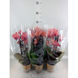 Phalaenopsis  'Elegant Cascade'