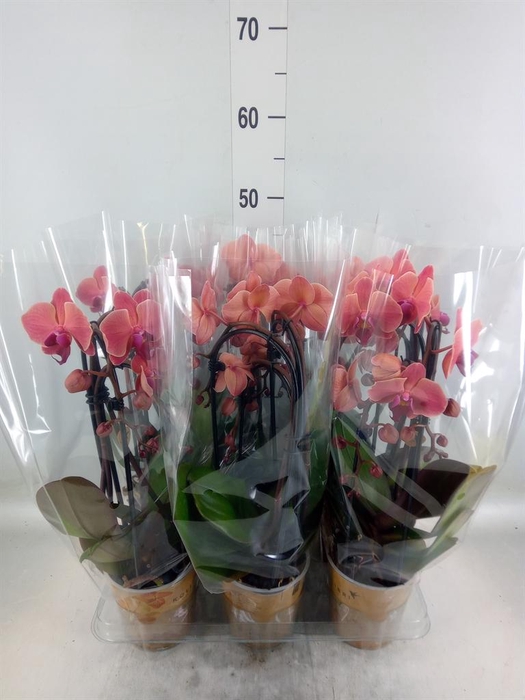 <h4>Phalaenopsis  'Elegant Cascade'</h4>