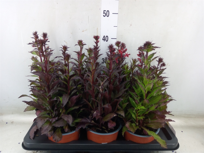 <h4>Lobelia erin.   ...</h4>