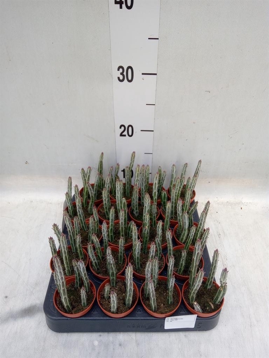 <h4>Senecio ...</h4>