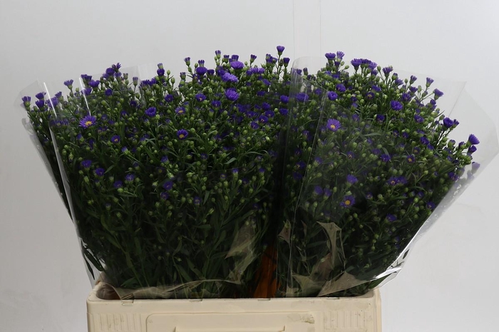 <h4>Aster Casamare</h4>